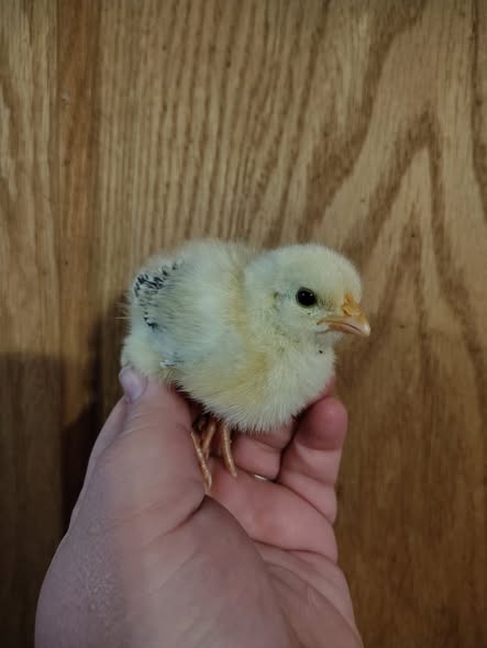 Kelso 2 Weeks Old Baby Chicks (Male) for Sale Kelso 2 Weeks Old Baby Chicks (Male) for Sale