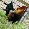 gavilan hatch gamefowl for sale