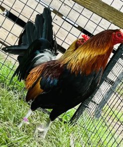 gavilan hatch gamefowl for sale