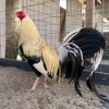 joe goode grey gamefowl for sale 1