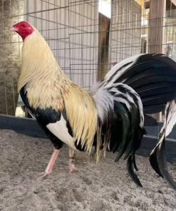 joe goode grey gamefowl for sale 1