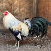 joe goode grey gamefowl for sale