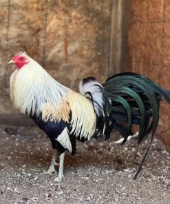 joe goode grey gamefowl for sale