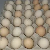 ayam cemani eggs for sale