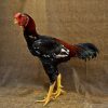 malay gamefowl for sale