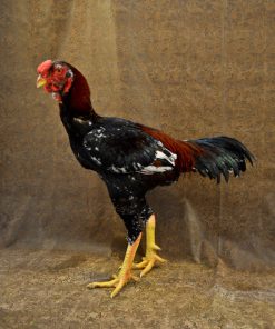 malay gamefowl for sale