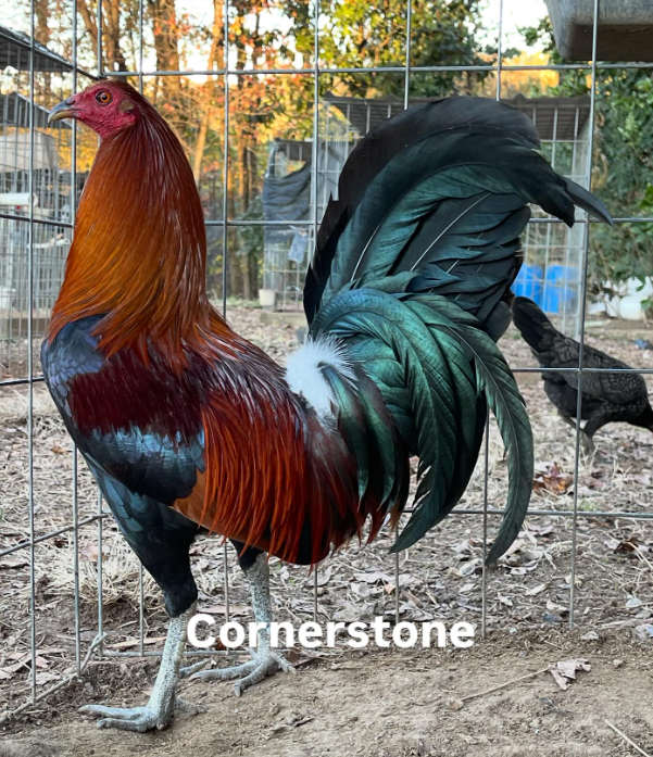 Gavilan Hatch Cock for Sale Gavilan Hatch Cock for Sale