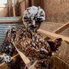 Tolbunt Polish Chickens 2