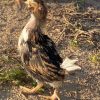 Tolbunt Polish Chickens 1