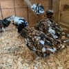 tolbunt polish chickens for sale