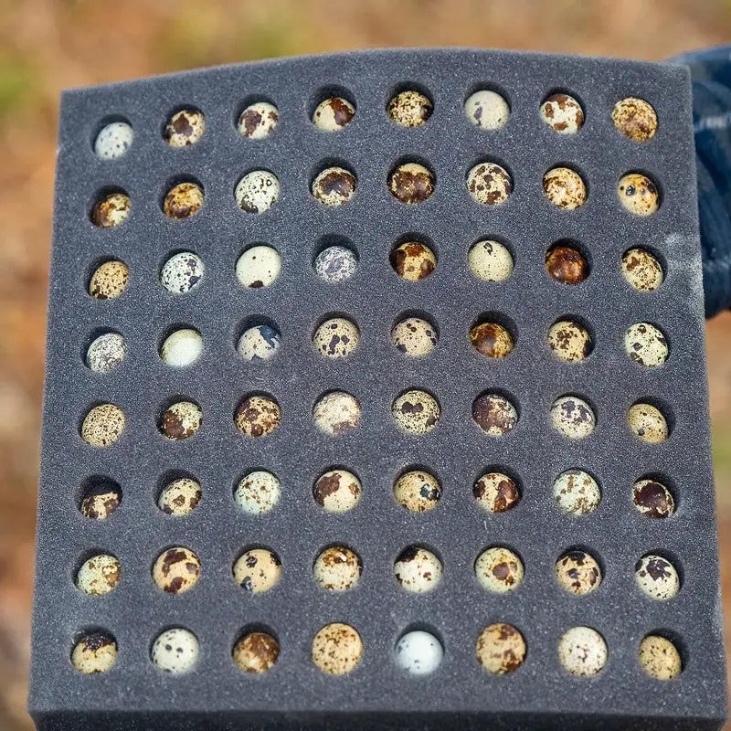 Falb Fee Coturnix Quail Hatching Eggs Falb Fee Coturnix Quail Hatching Eggs