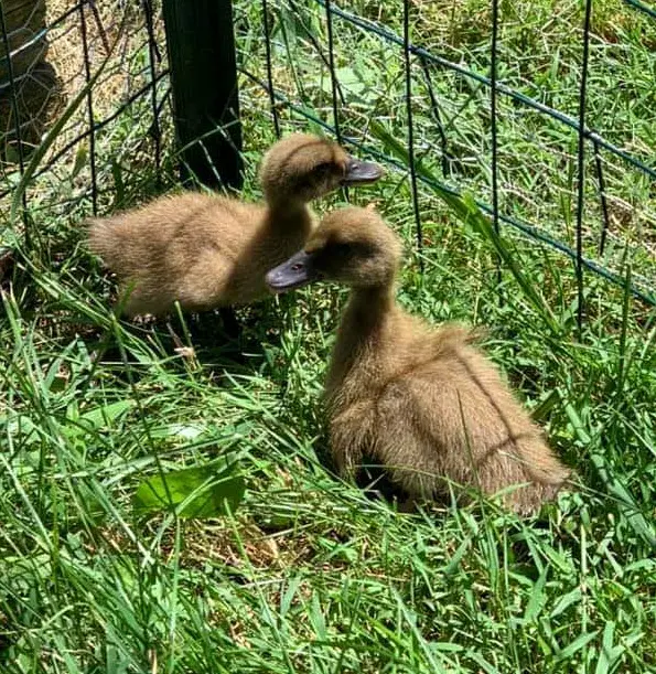 khaki-campbell.jpg khaki campbell ducklings for sale