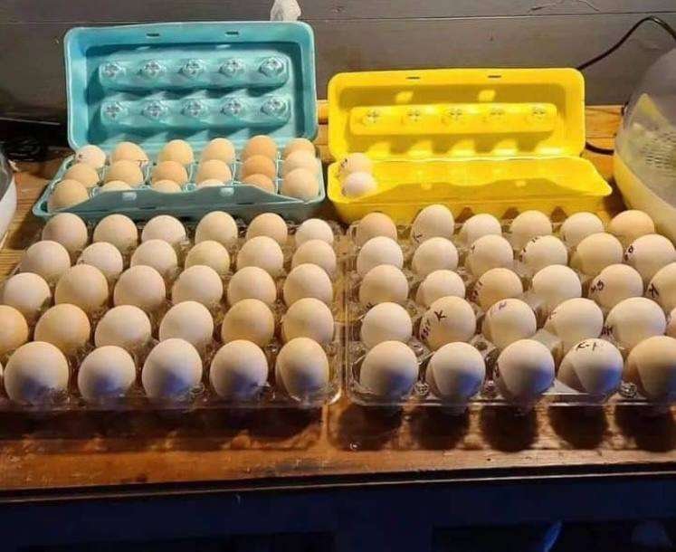 McLean Eggs McLean Hatch Hatching Eggs for Sale