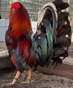murphy whitehackle gamefowl for sale