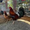 murphy whitehackle gamefowl for sale 1