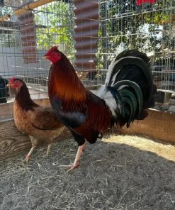 murphy whitehackle gamefowl for sale 1