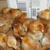 Pumpkin Chicks
