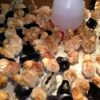 Pumpkin Chicks