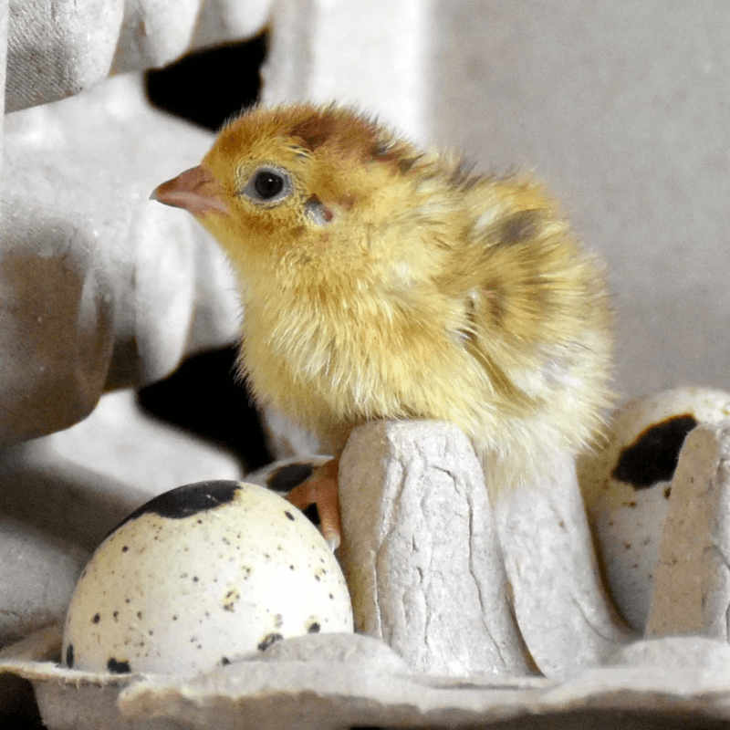 Quail Hens Choice Hatching Eggs Quail Hens Choice Hatching Eggs