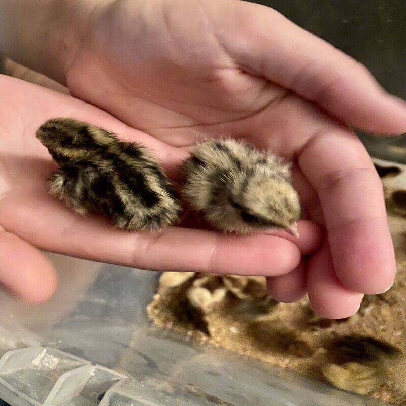 Quail Hens Choice Hatching Eggs Quail Hens Choice Hatching Eggs