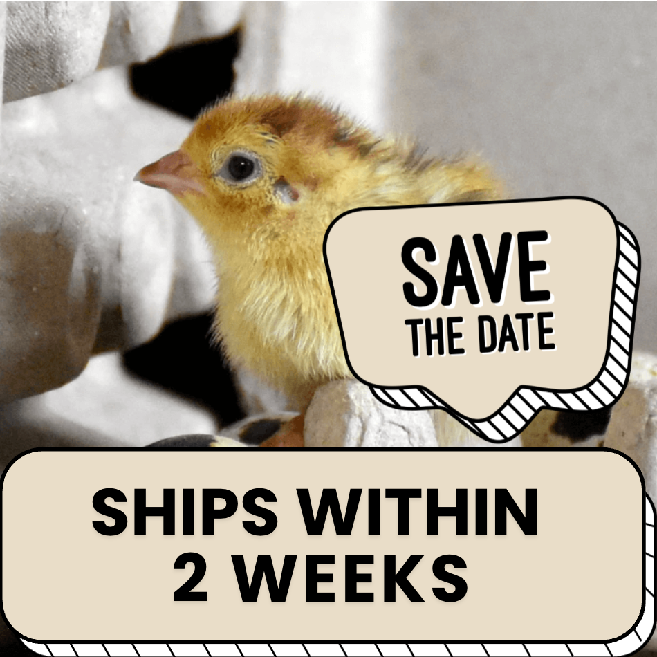 Quail Hens Choice Hatching Eggs Quail Hens Choice Hatching Eggs