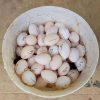 Roundhead Hatching Eggs