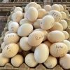 Roundhead Hatching Eggs