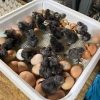 Warhorse chicks
