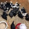 Warhorse chicks