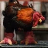 dong tao hens for sale