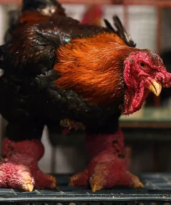 dong tao hens for sale