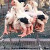 dong tao hens for sale