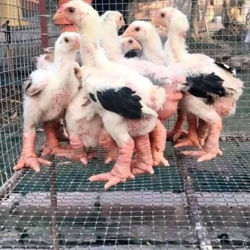 184475900_102560982015553_6378525723580715780_n-510x510 dong tao hens for sale