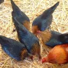 brown red hens gamefowl for sale