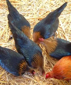 brown red hens gamefowl for sale