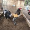 Blue Mug Roosters For Sale
