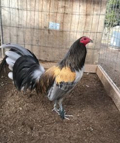 Blue Mug Roosters For Sale