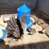Blue Mug Roosters For Sale 1