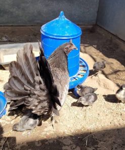 Blue Mug Roosters For Sale 1