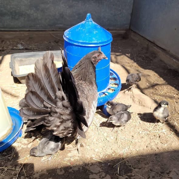 Blue Mug Roosters For Sale 1 Blue Mug Roosters For Sale 1