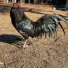 war horse rooster for sale