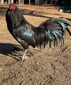 war horse rooster for sale