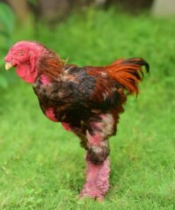 dong tao roosters for sale