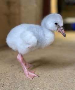 vulturine guinea baby chicks (Keets) - Not sexed