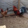 boston roundhead gamefowl for sale