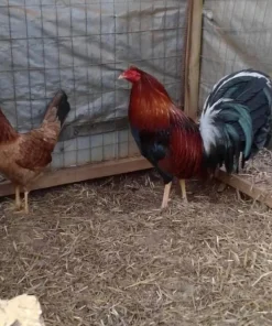 boston roundhead gamefowl for sale