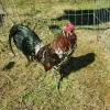 spangled game roosters for sale