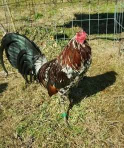 spangled game roosters for sale