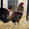 Grey Hennie Rooster