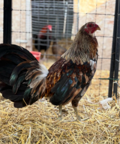 Grey Hennie Rooster